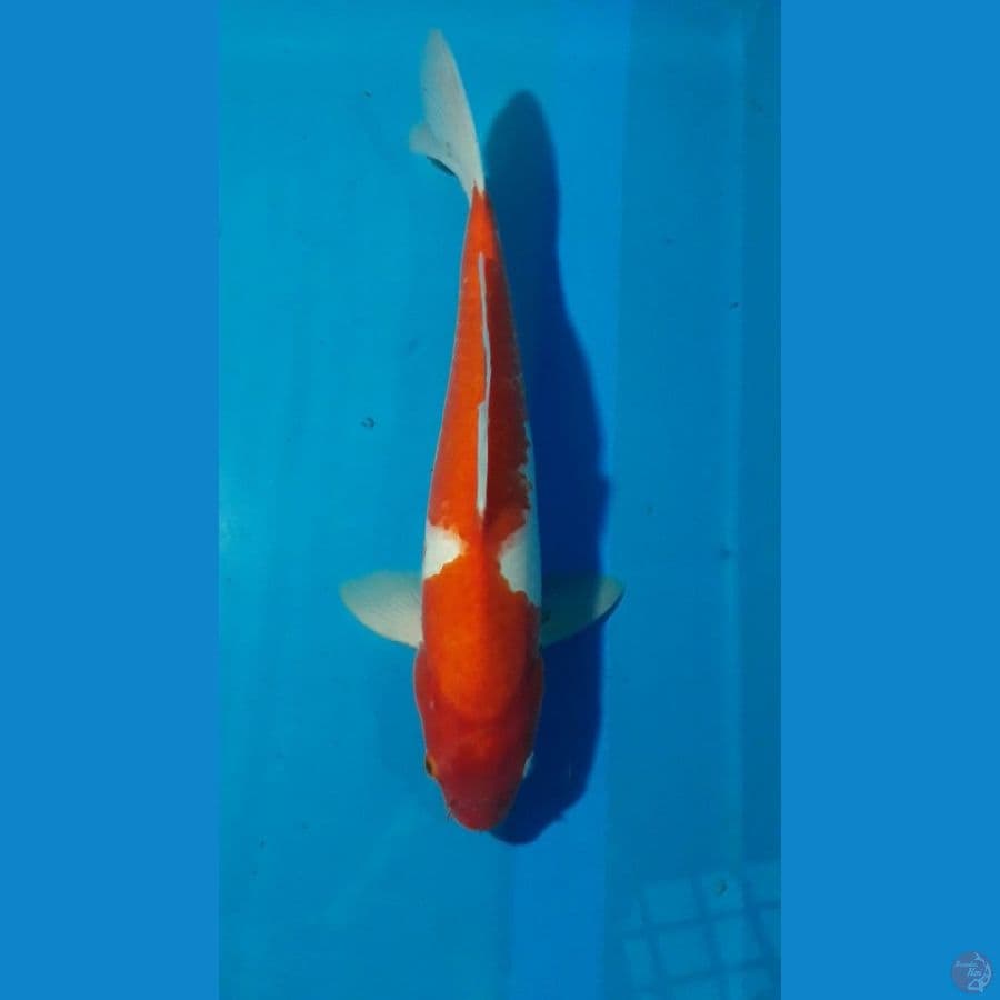 BeniKawabake 36 cm