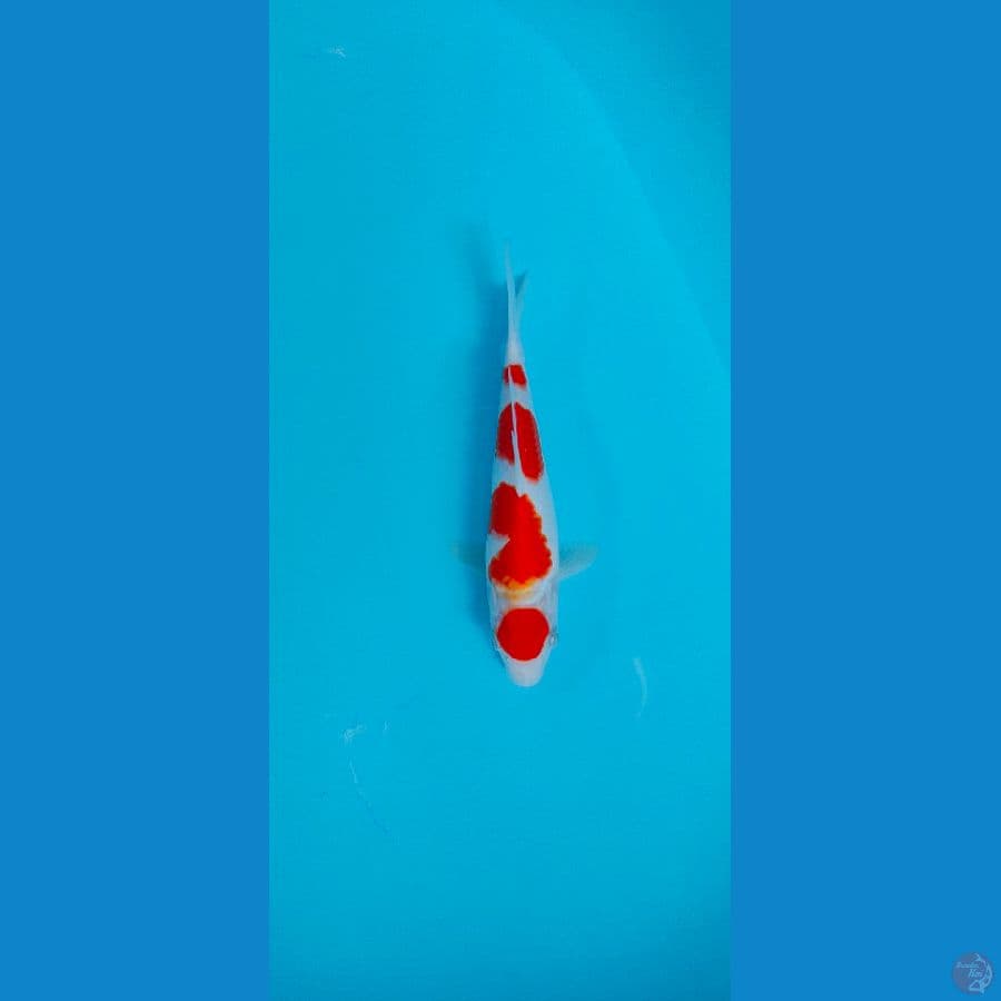 Maruten Kohaku