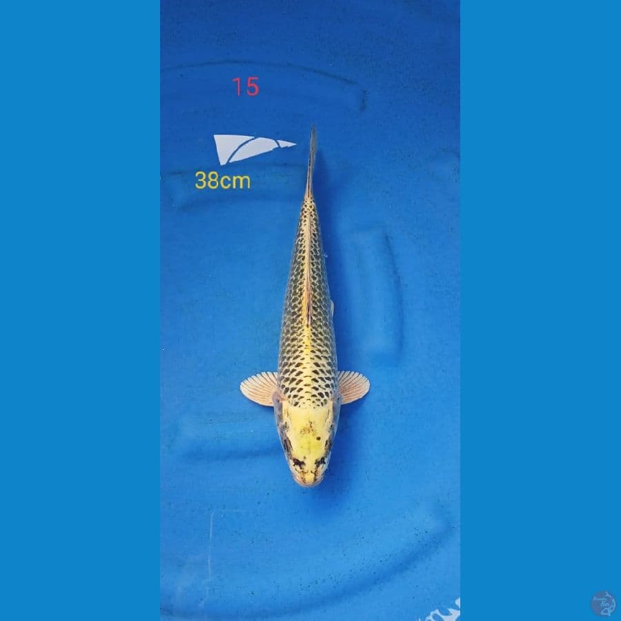 kin matsuba 38cm