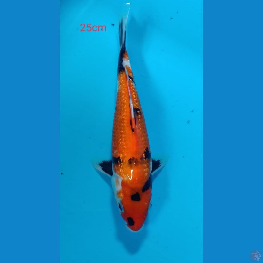 showa 25cm