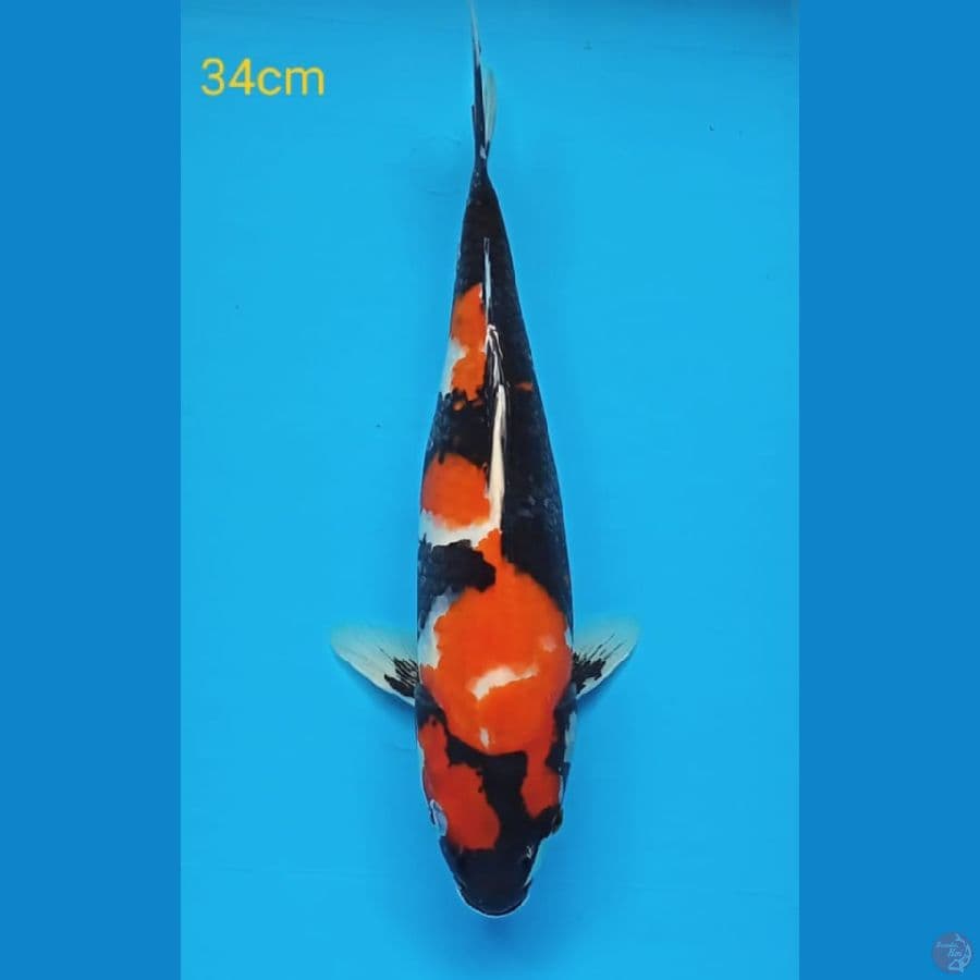showa 34cm