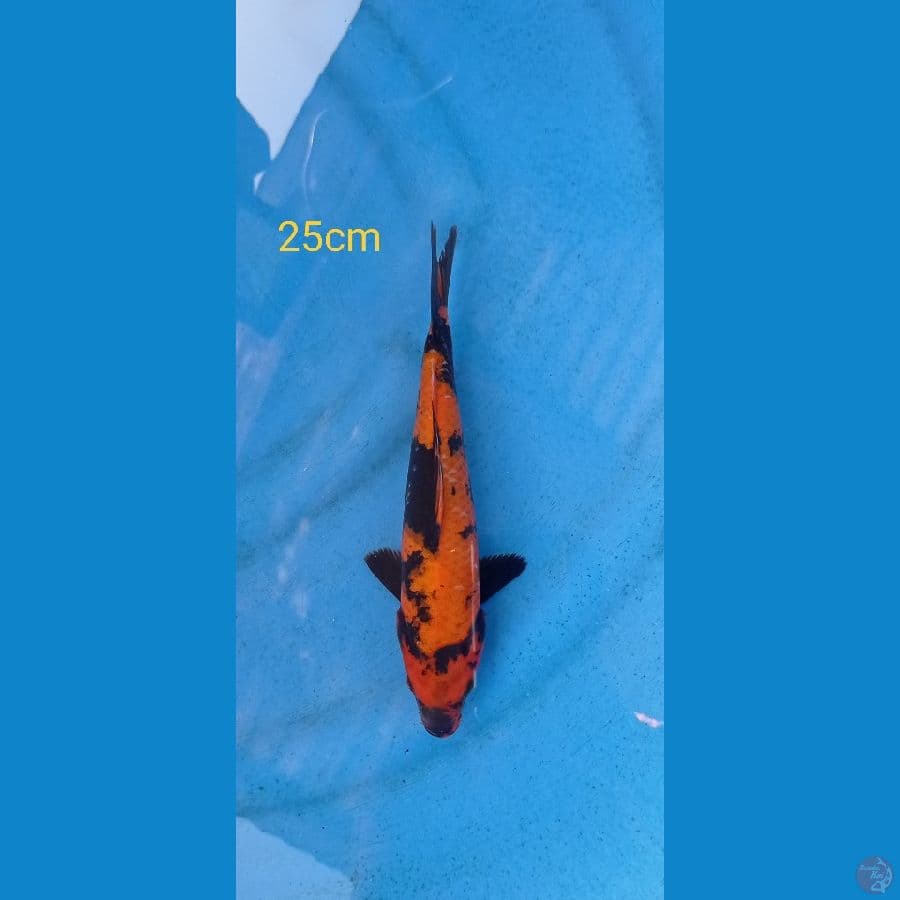 hi utsuri 25cm