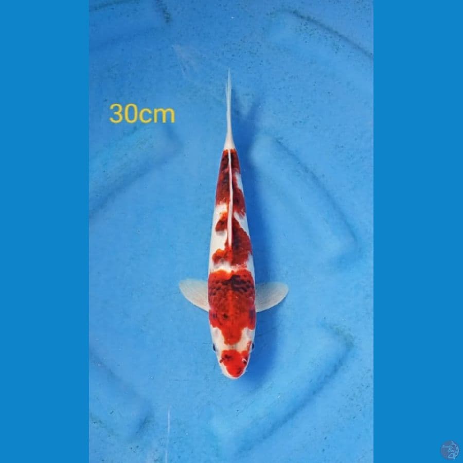 goromo 30cm
