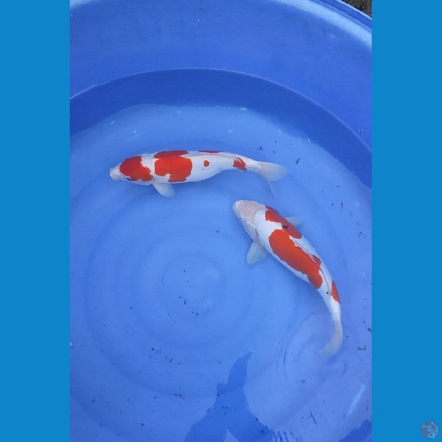 KOHAKU DOITSHU MURNI 39 - 42 cm FEMALE