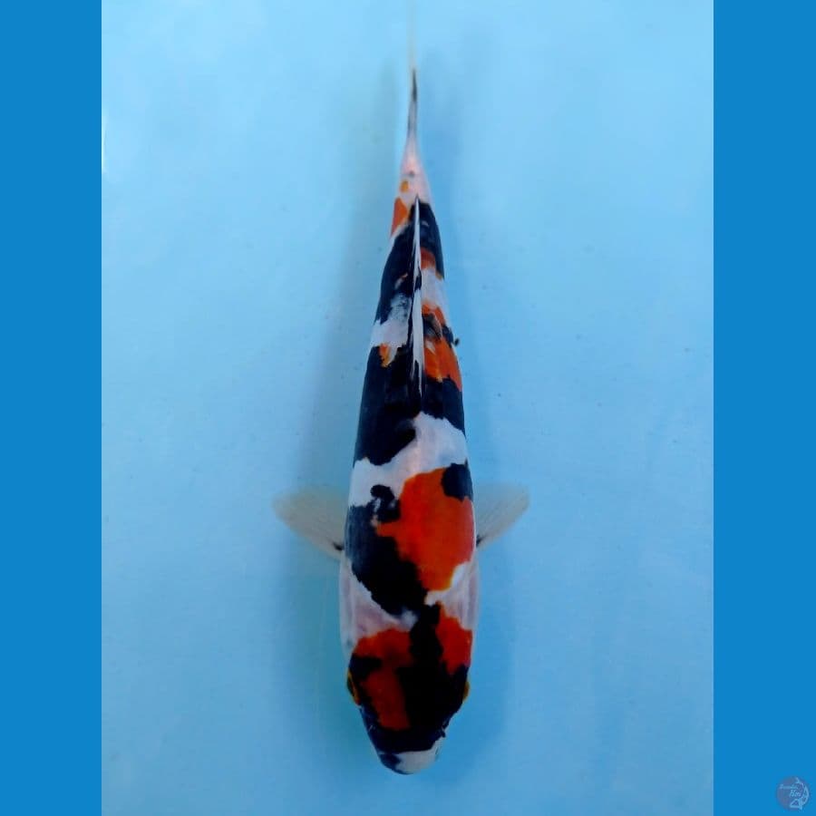 showa maruten doit 18 cm