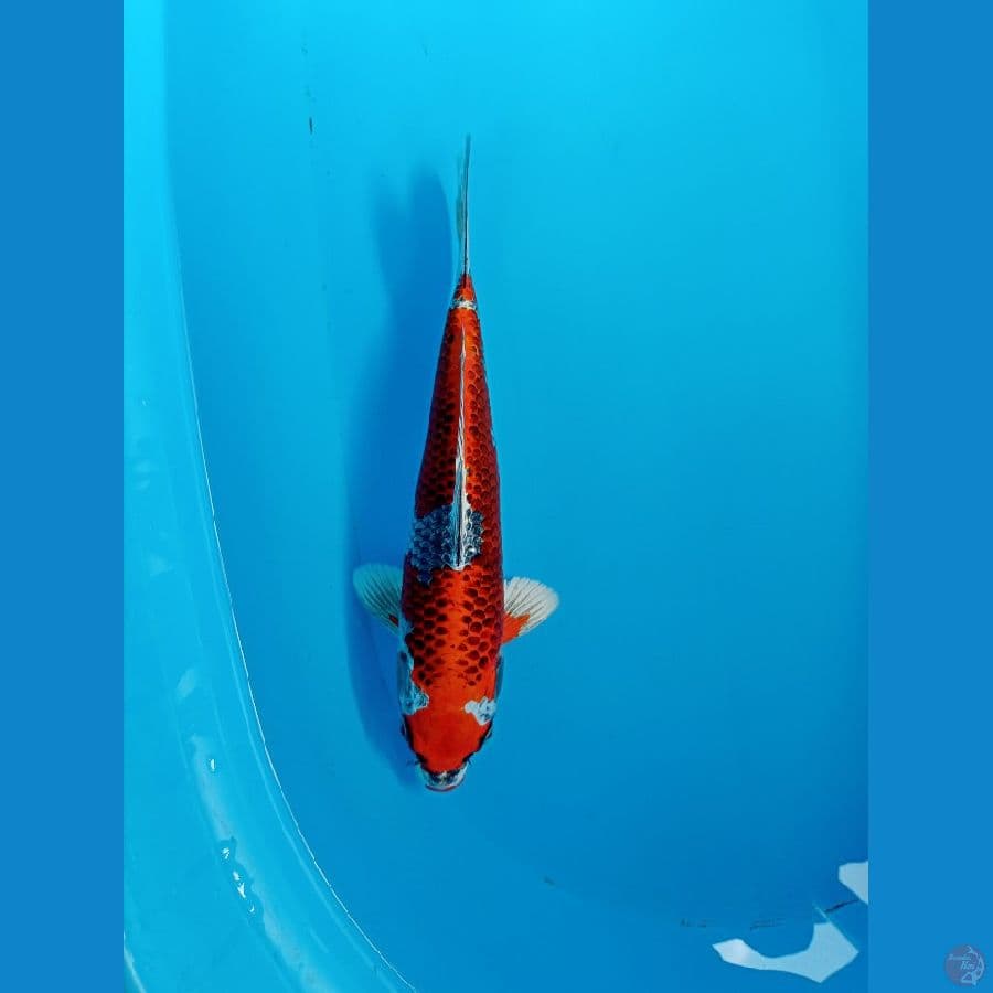 red kujaku 28cm