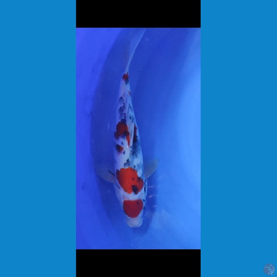 SHOWA MARUTEN 41CM FEMALE