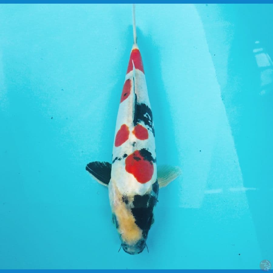 showa doitsu, 22 cm