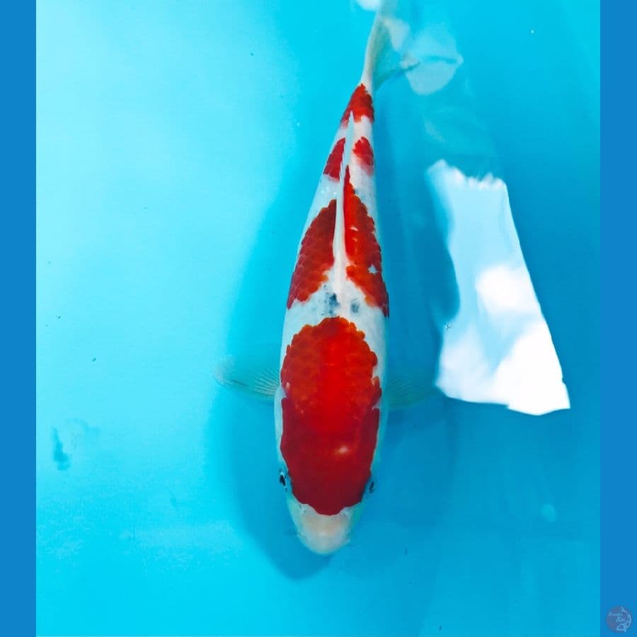 sanke, 25 cm