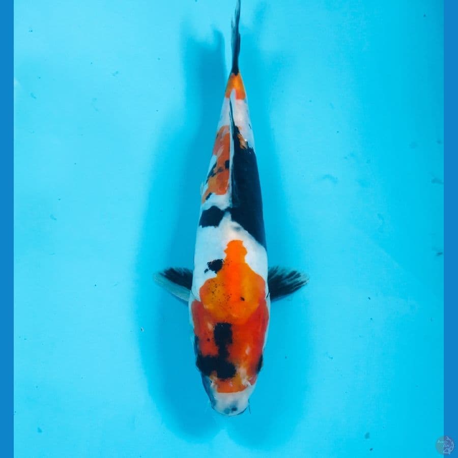 showa doitsu, 22 cm