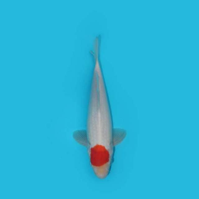 TANCHO KOHAKU ORI 25 CM