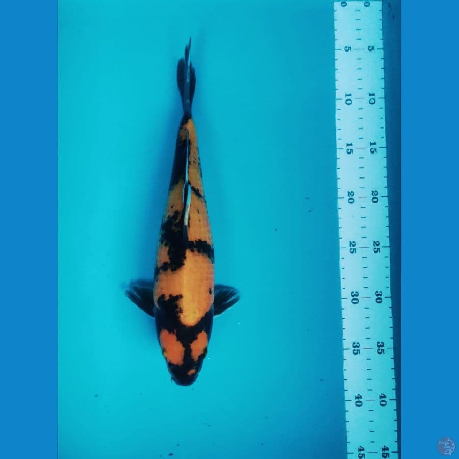 ki utsuri 33cm male