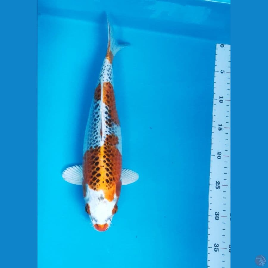 kujaku 33cm fm