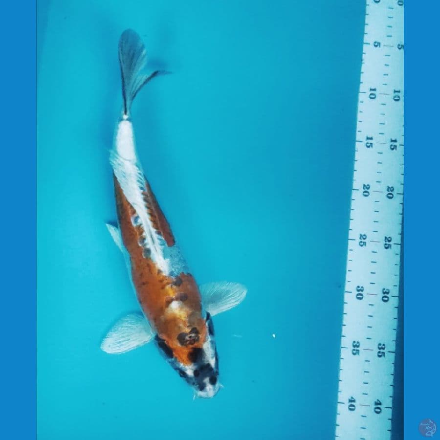 kiko 34cm male