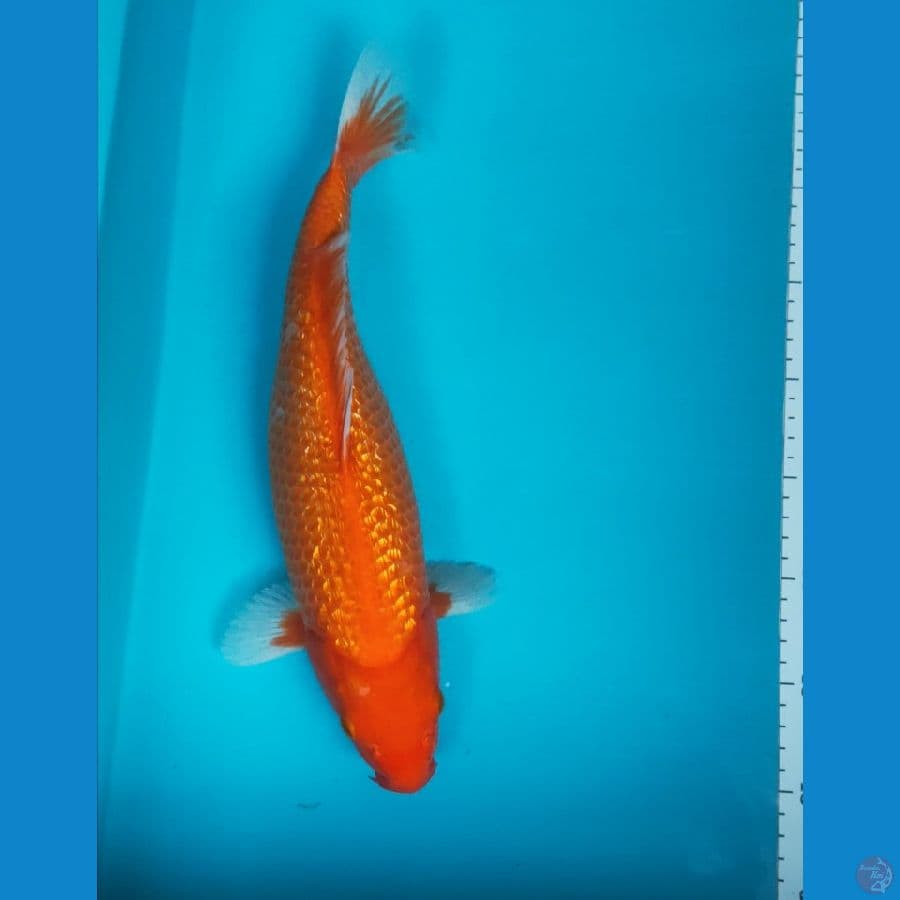 hajiro ginrin 35cm fm