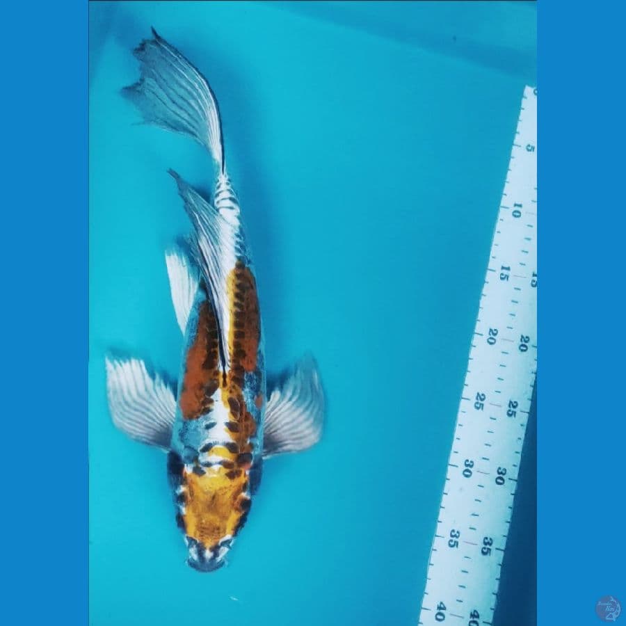 kumpay kiko strong 38cm fm