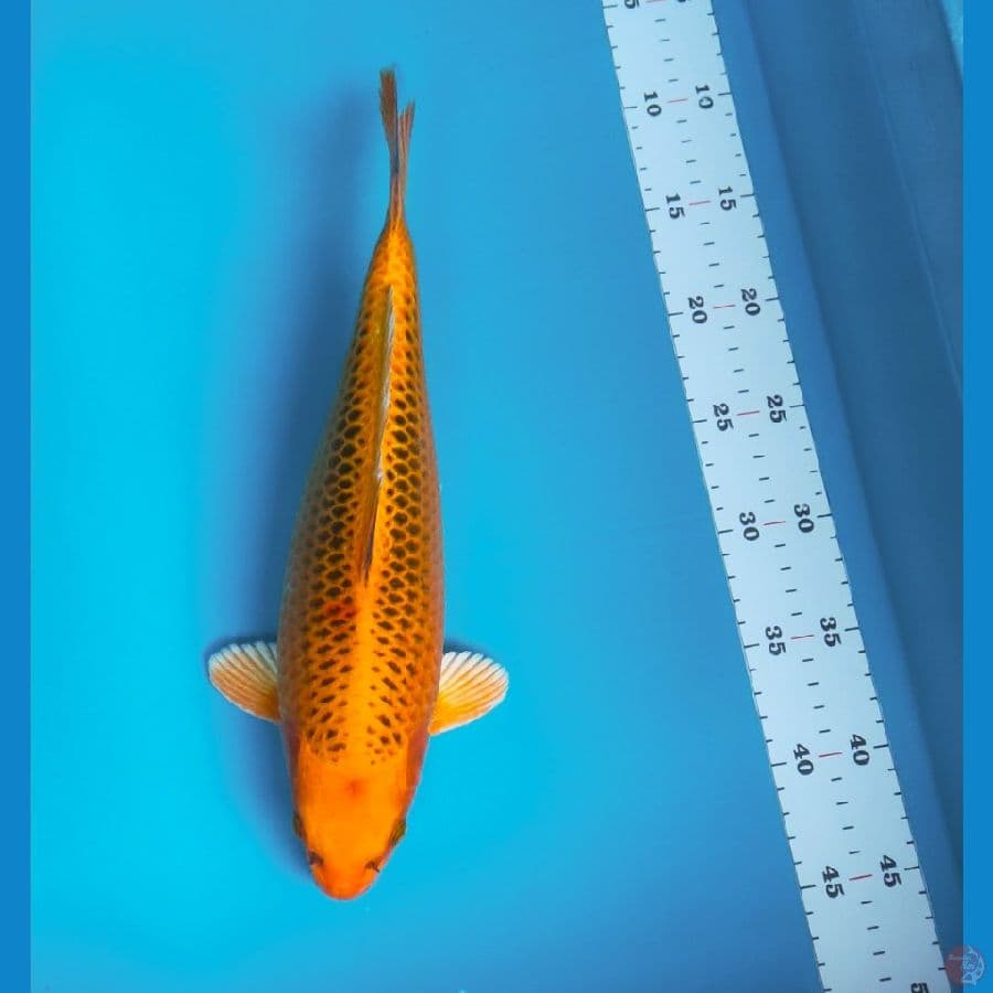 kin matsuba 33cm male