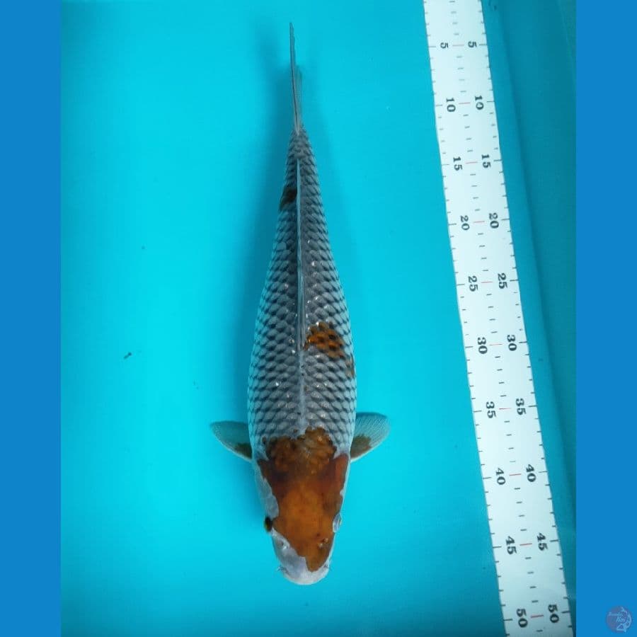 ochiba 39cm fm