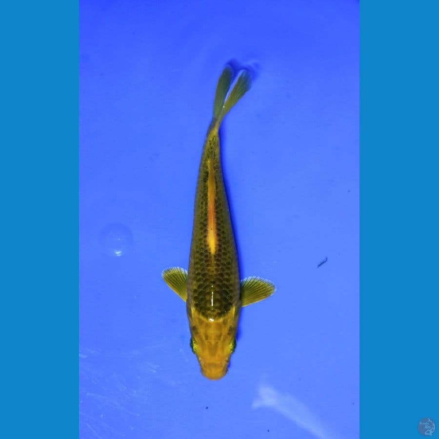 Ki Matsuba Mata Merah 20 cm BU