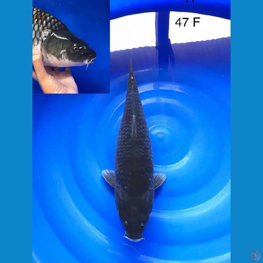 Ochiba Female 47 CM