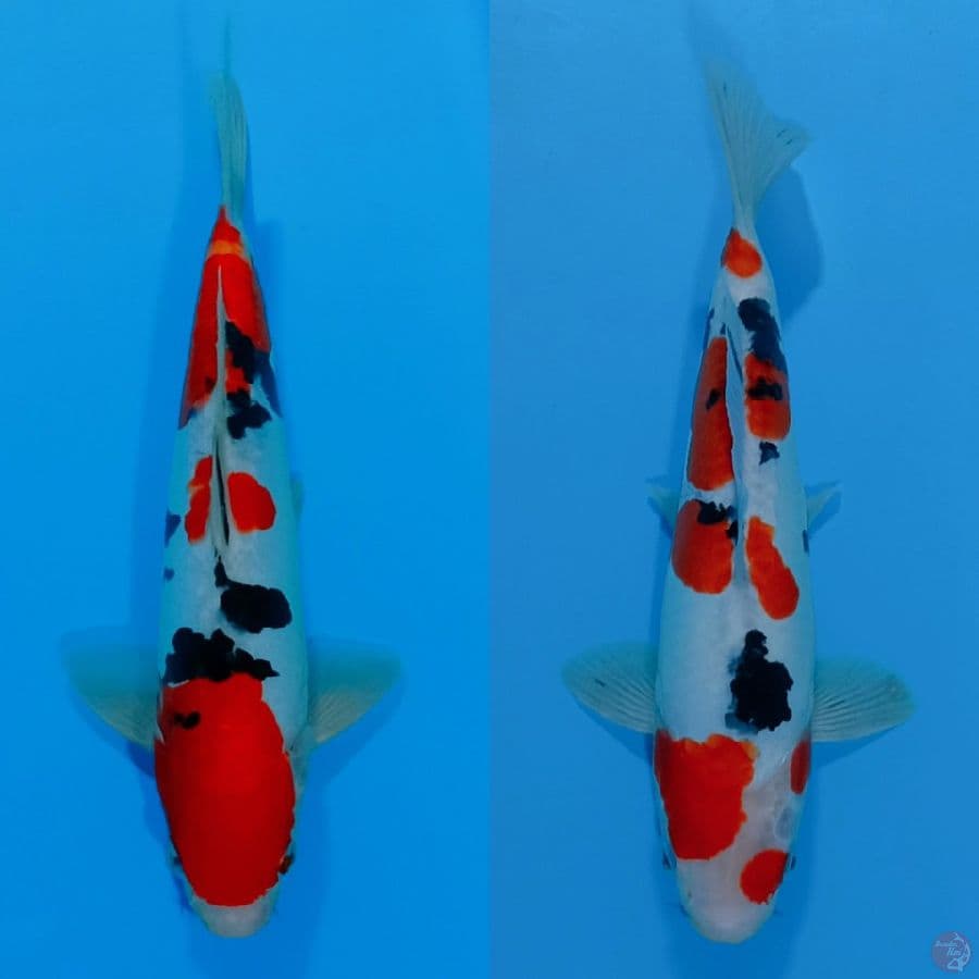 SHANKE DOITSU 2 ekor ALL.30CM