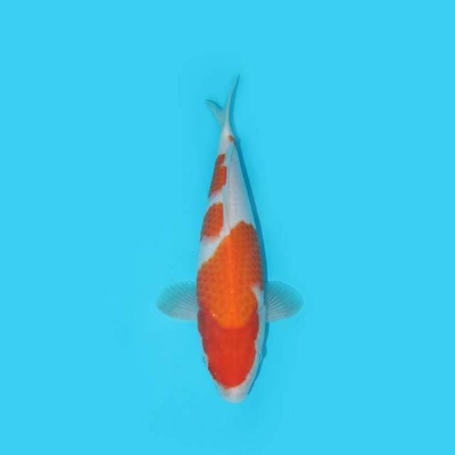KOHAKU F1 27 CM