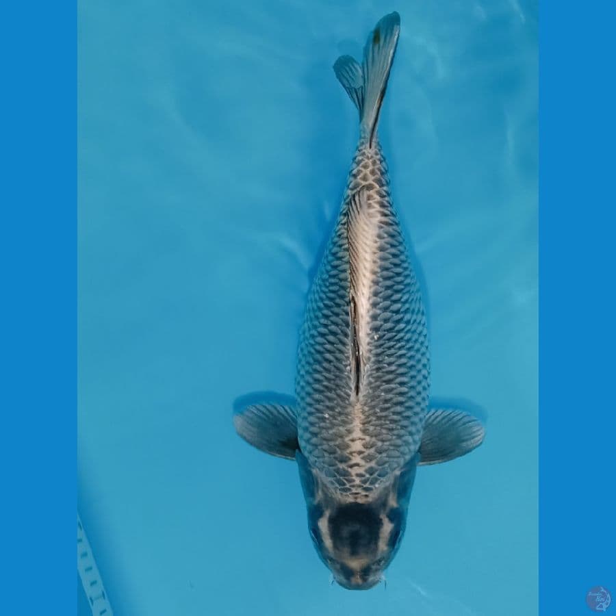 SHOTBODY. MUKASI 40CM