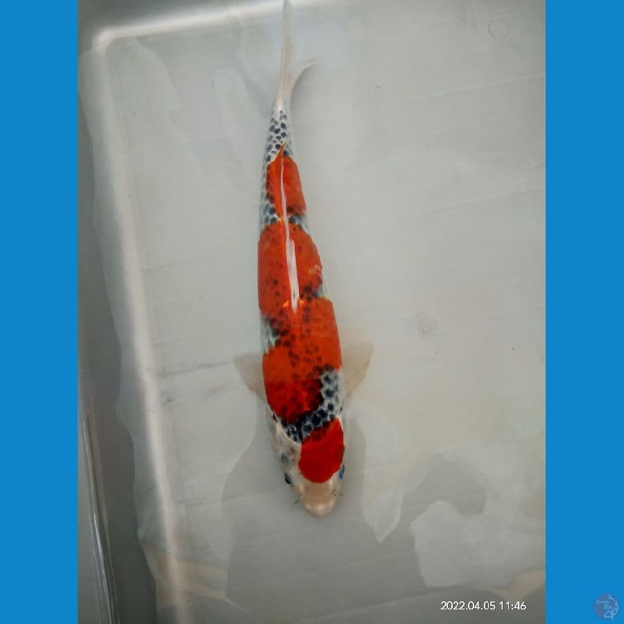 Goshiki Inazuma ory 31cm