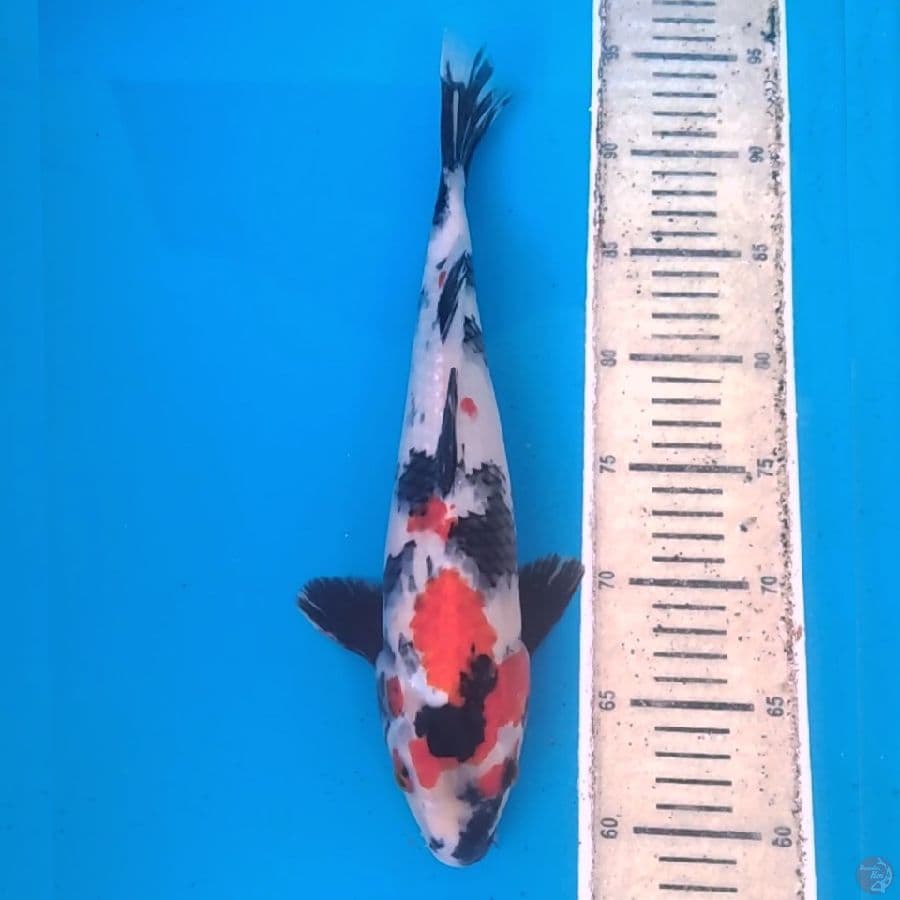 KindaiShowa35