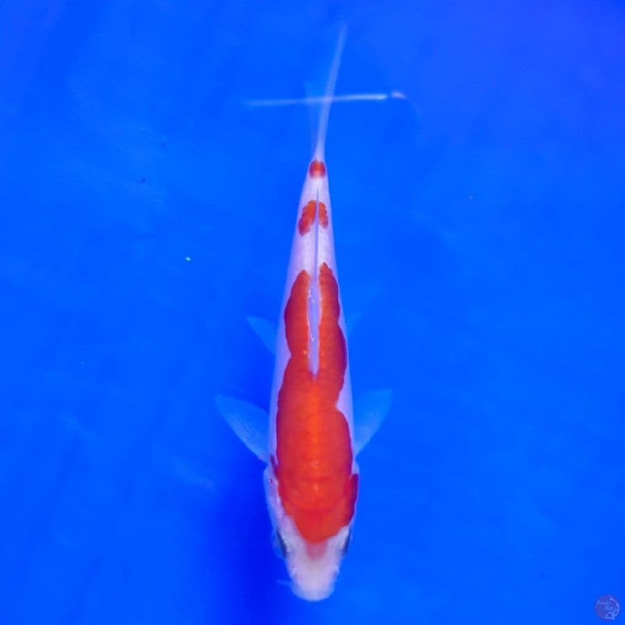 Kohaku Doitsu Murni Ori 12cm