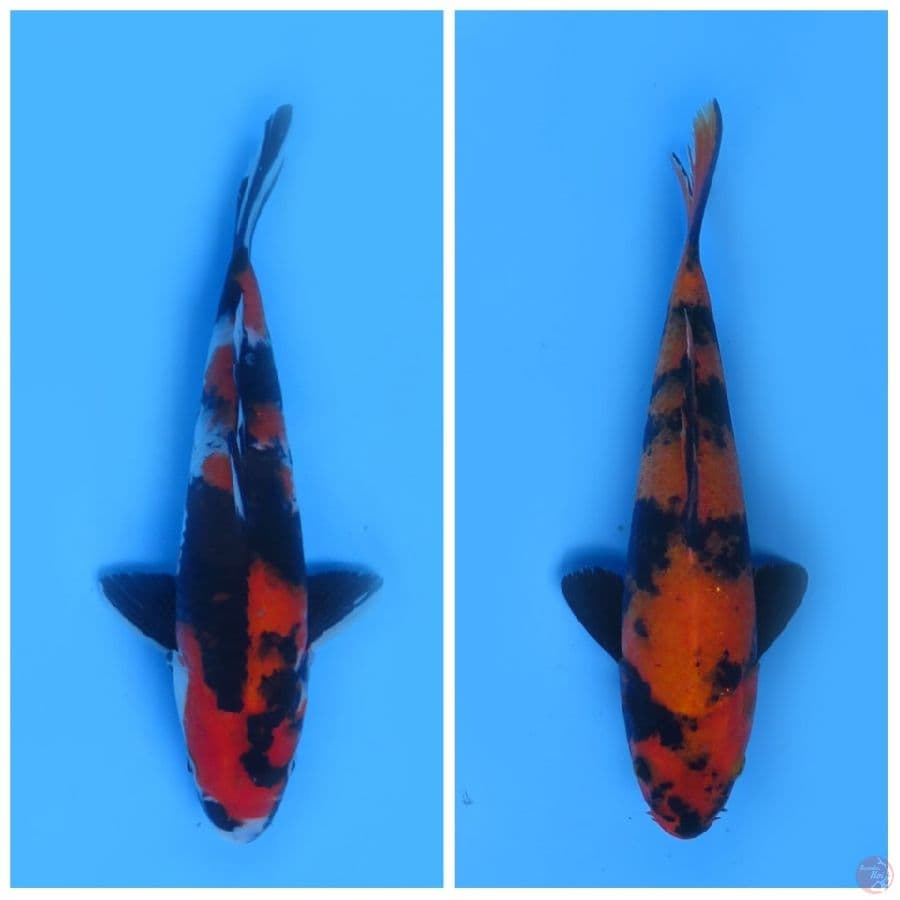 33cm & 24cm , Paket jantan Showa dan utsuri