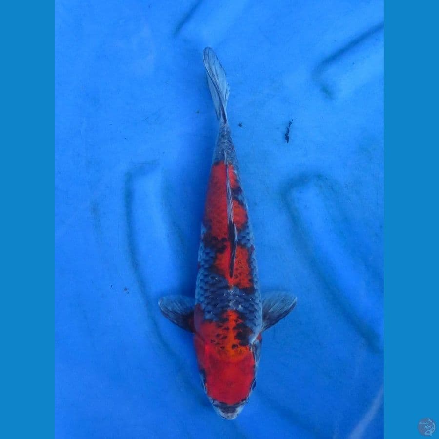 Red Goshiki