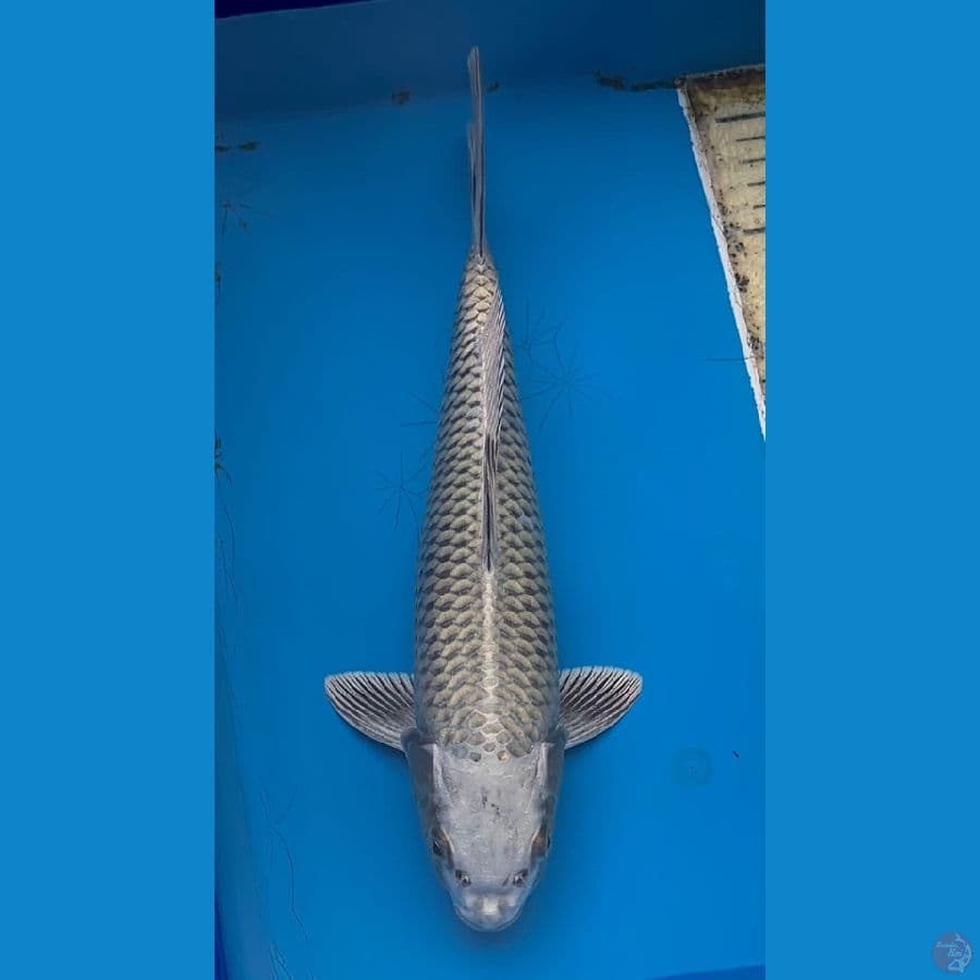 KABUTO 30CM - ARIAKA KOI FARM