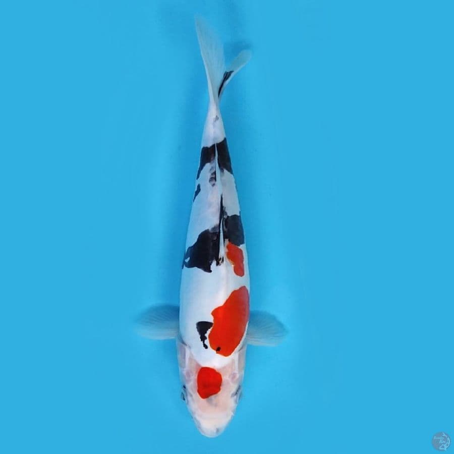 kindai showa doitsu murni , 26 cm