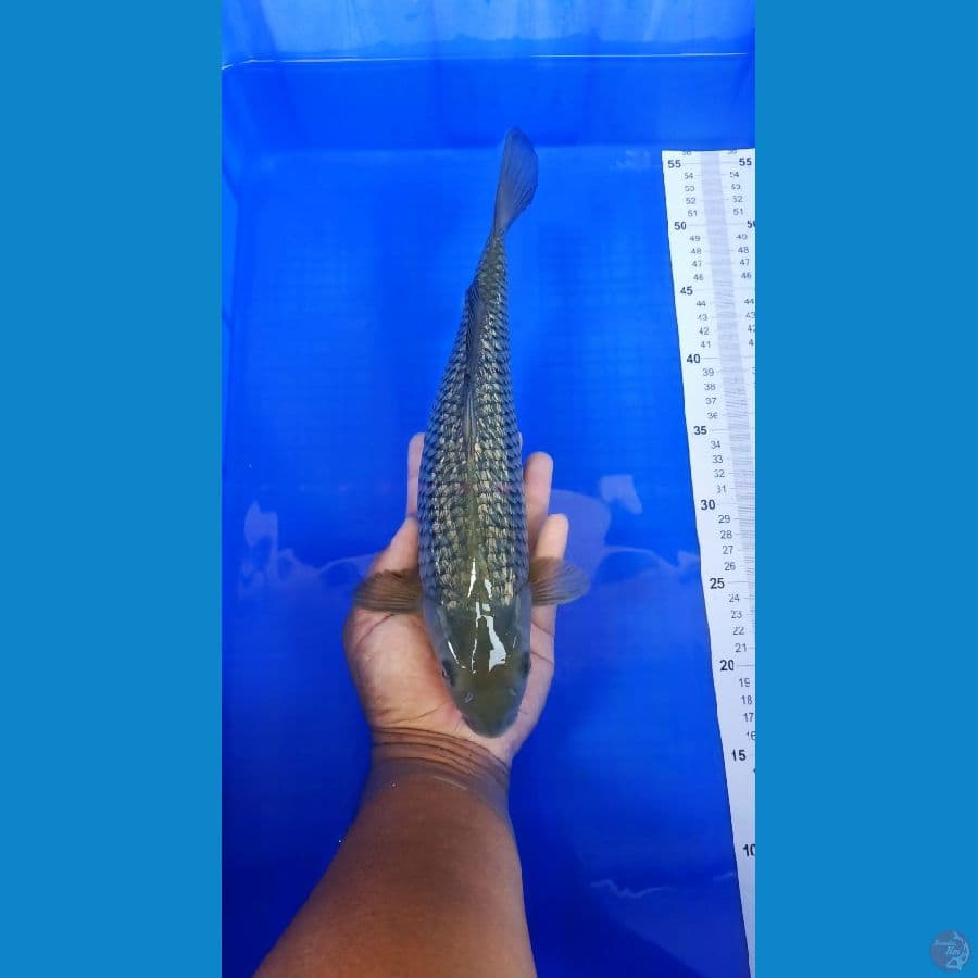 Black Soragoi Ginrin 34cm
