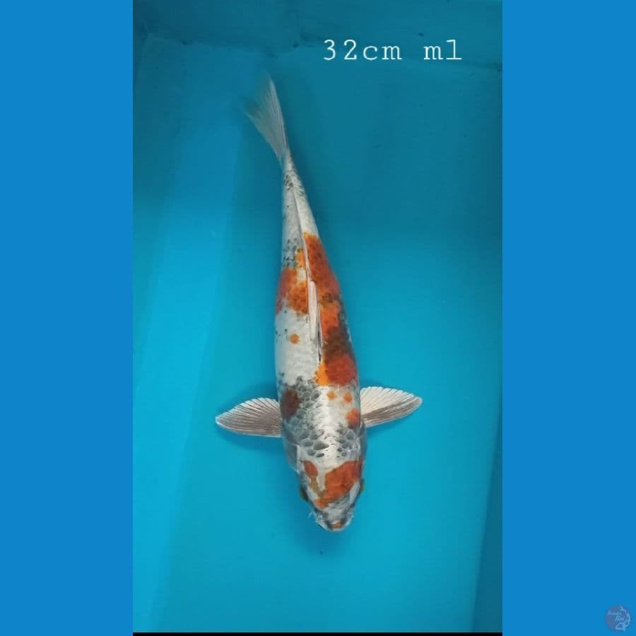 kin showa 32cm/ml