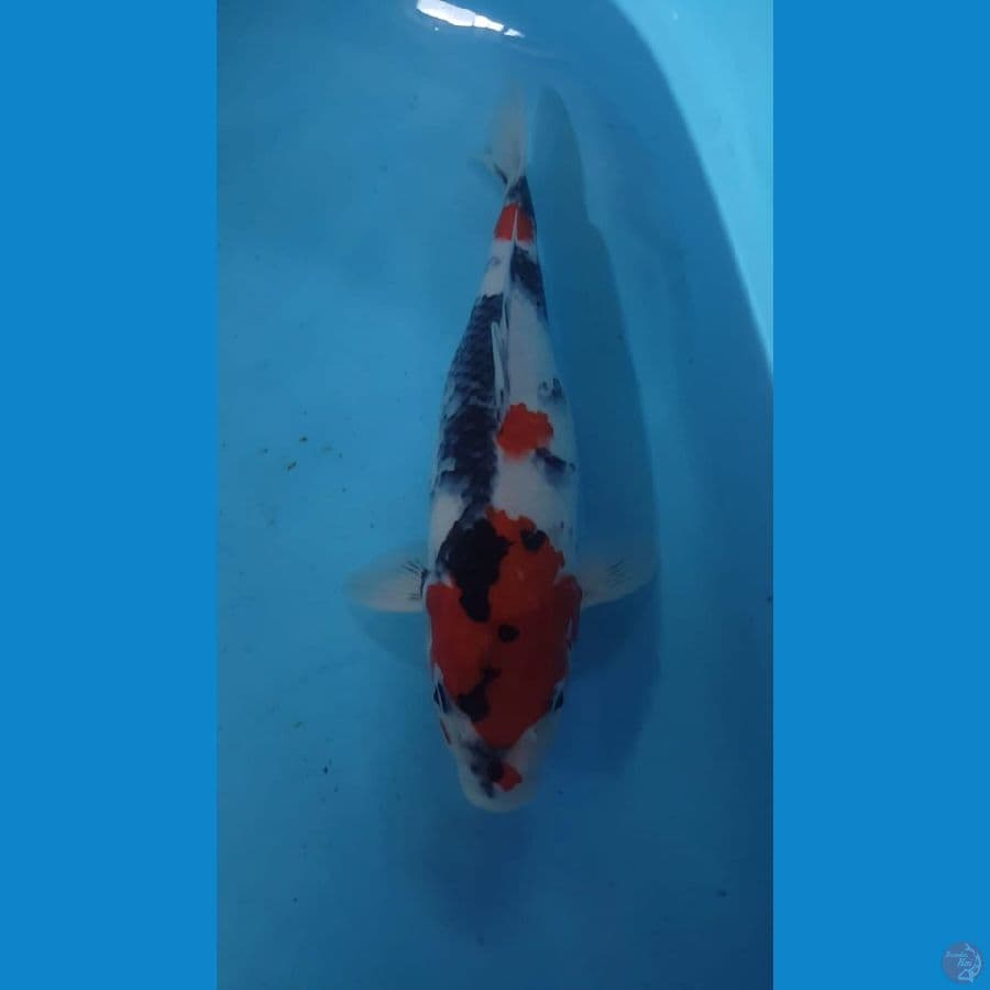 Showa 44 cm