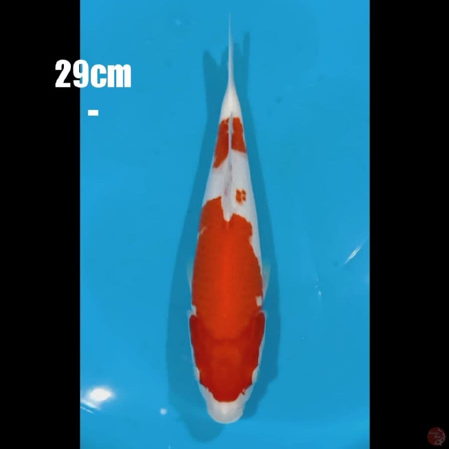 kohaku san 1