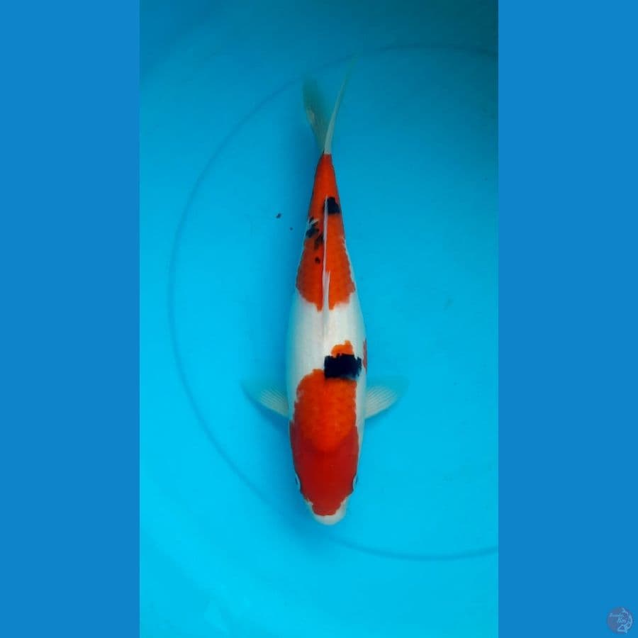 Nidan Sanke 34cm Female