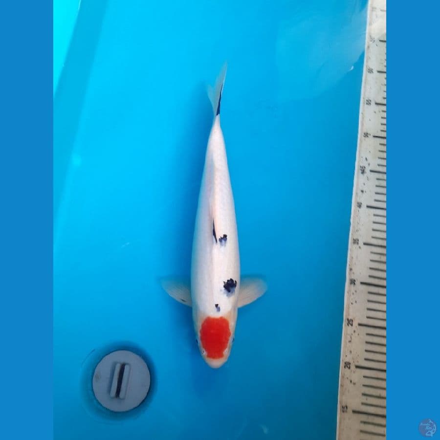 Tancho Sanke 35m M