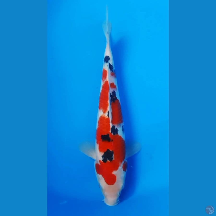 TAISHO SANSHOKU 28CM MALE