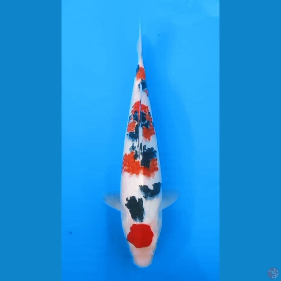 TAISHO SANSHOKU 28cm male