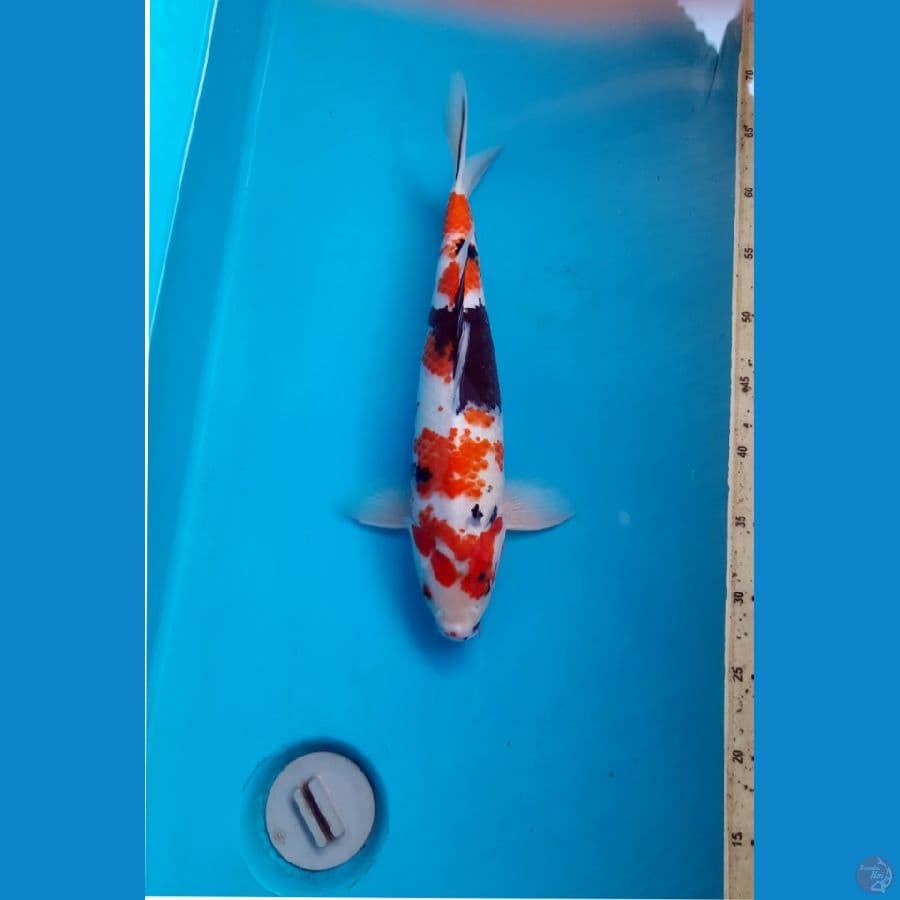 Tategoi Showa 34cm Female