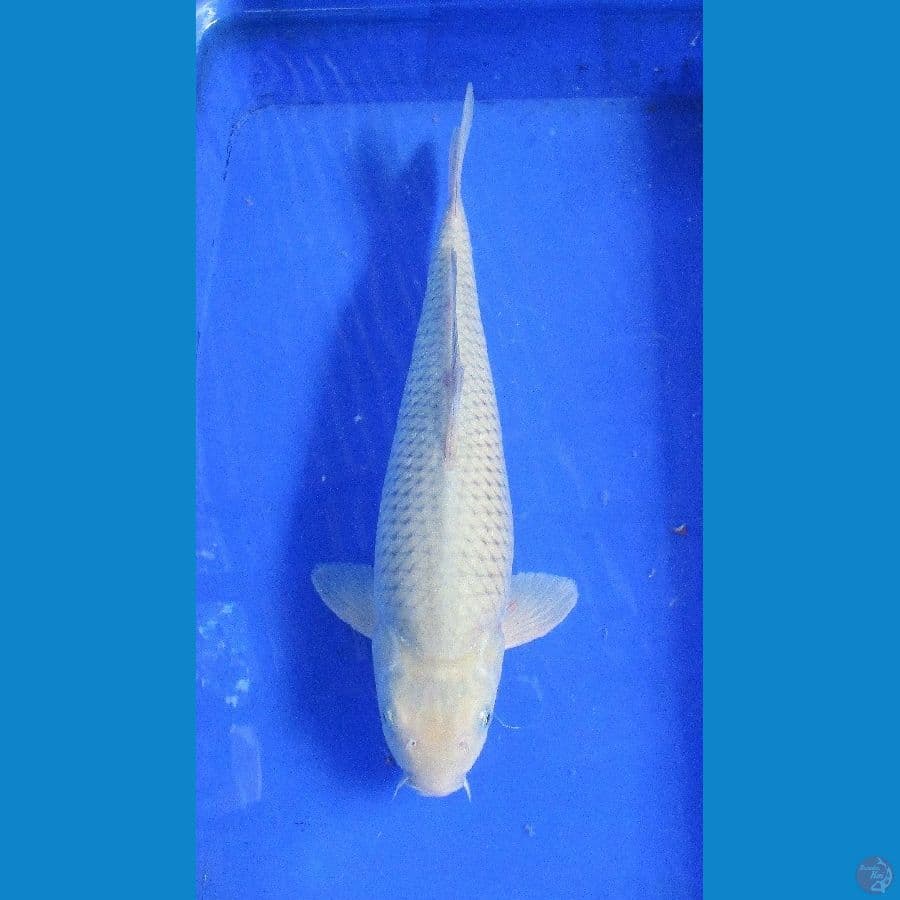 soragoi ±40cm jantan