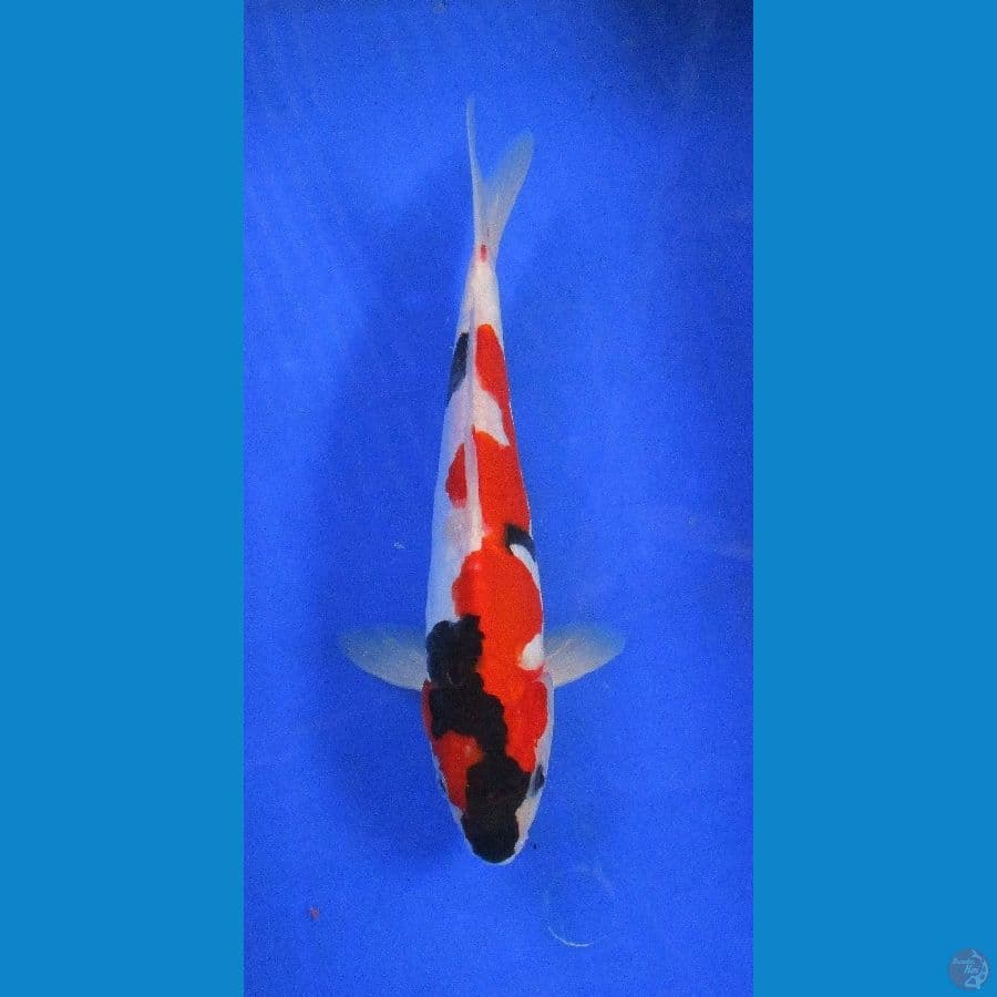 showa doitsu ±27cm
