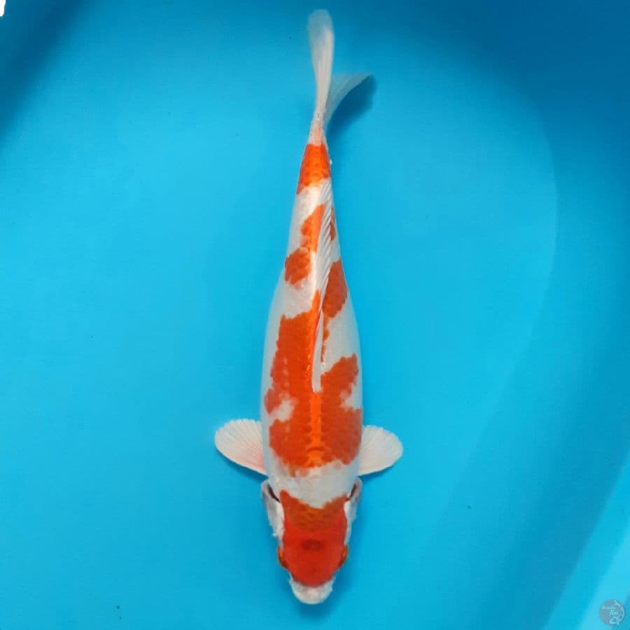 *HARIWAKE//FM/ 33CM*