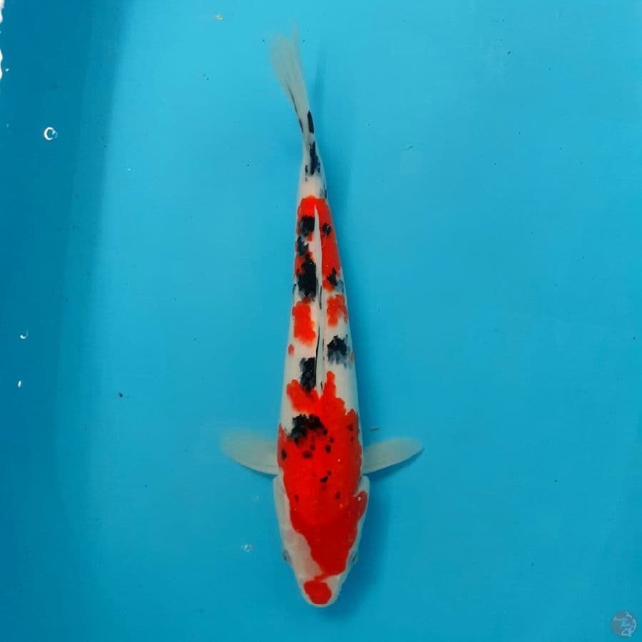 *SANKE//ML/ 31 CM*