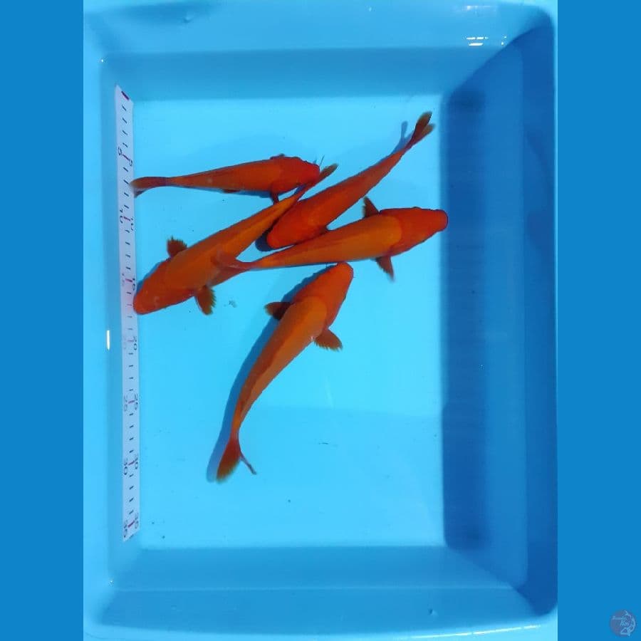 *RED KARASHI//5EKOR/16-20CM*