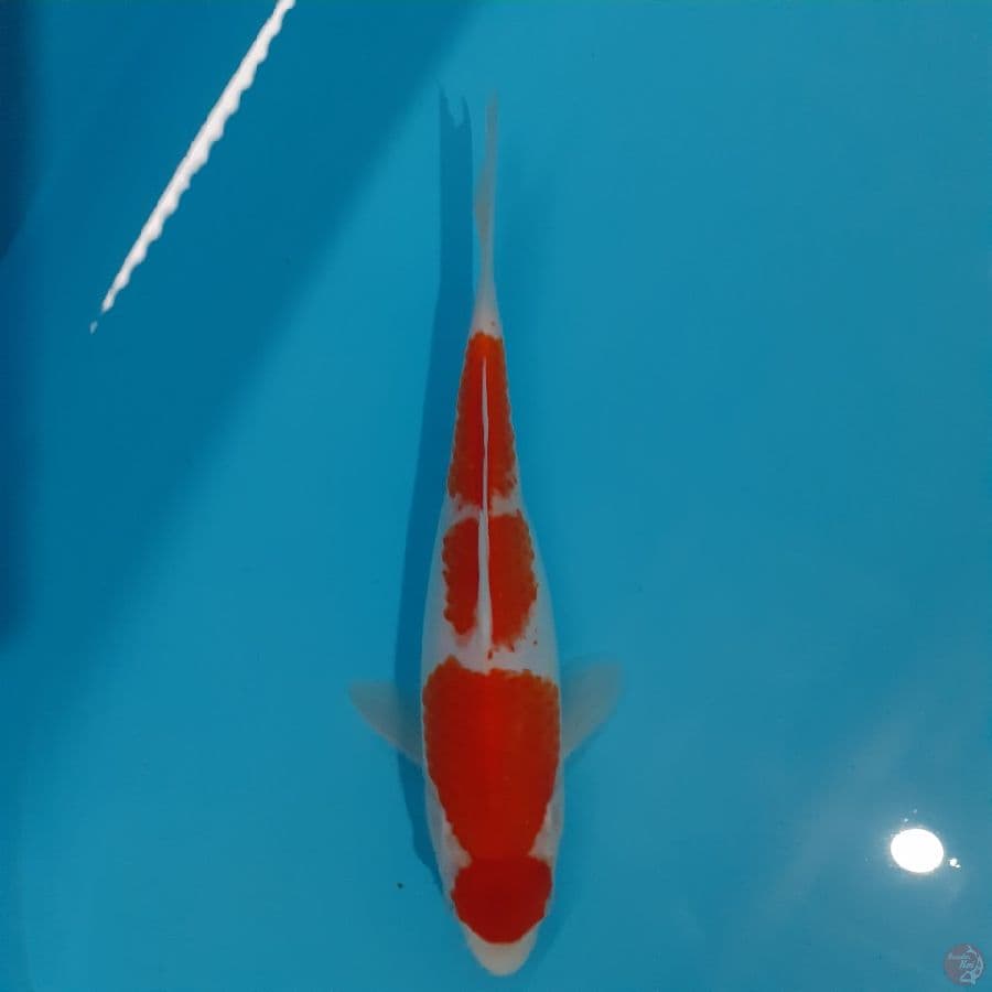 *MARUTEN KOHAKU//FM/24 CM*