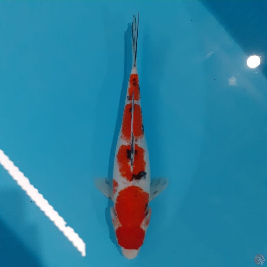 *MARUTEN SANKE//FM/26 CM*